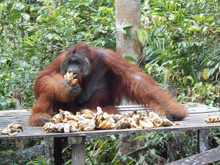 Ein grosses Orang-Utan Männchen