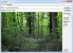 Originalbild von ImagIn mit Wald Bild
