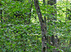 Ausschnitt aus dem Wald Bild mit Daten